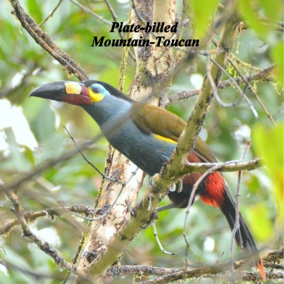 Plate-billed Mountain Toucan